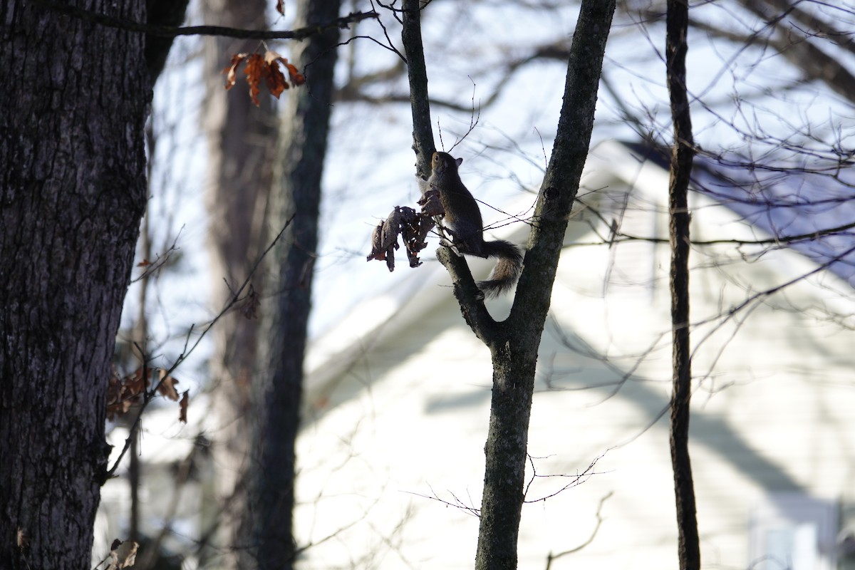 Scoiattolo grigio - ML646921179