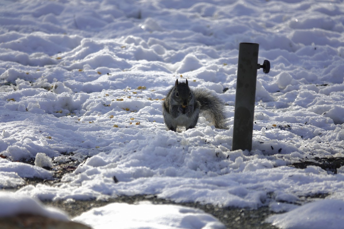 Scoiattolo grigio - ML646921180