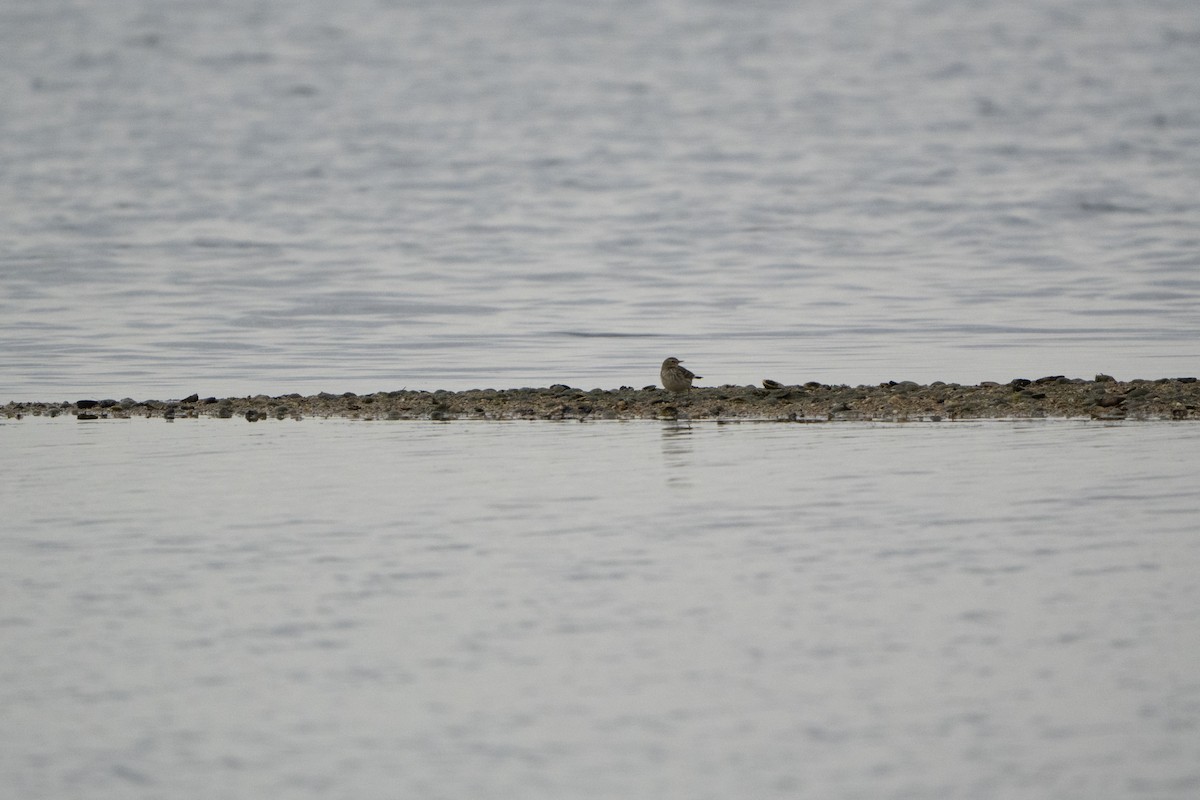 Meadow/Water Pipit - ML646921182