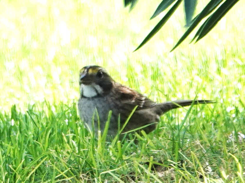 strnadec bělohrdlý - ML646921184