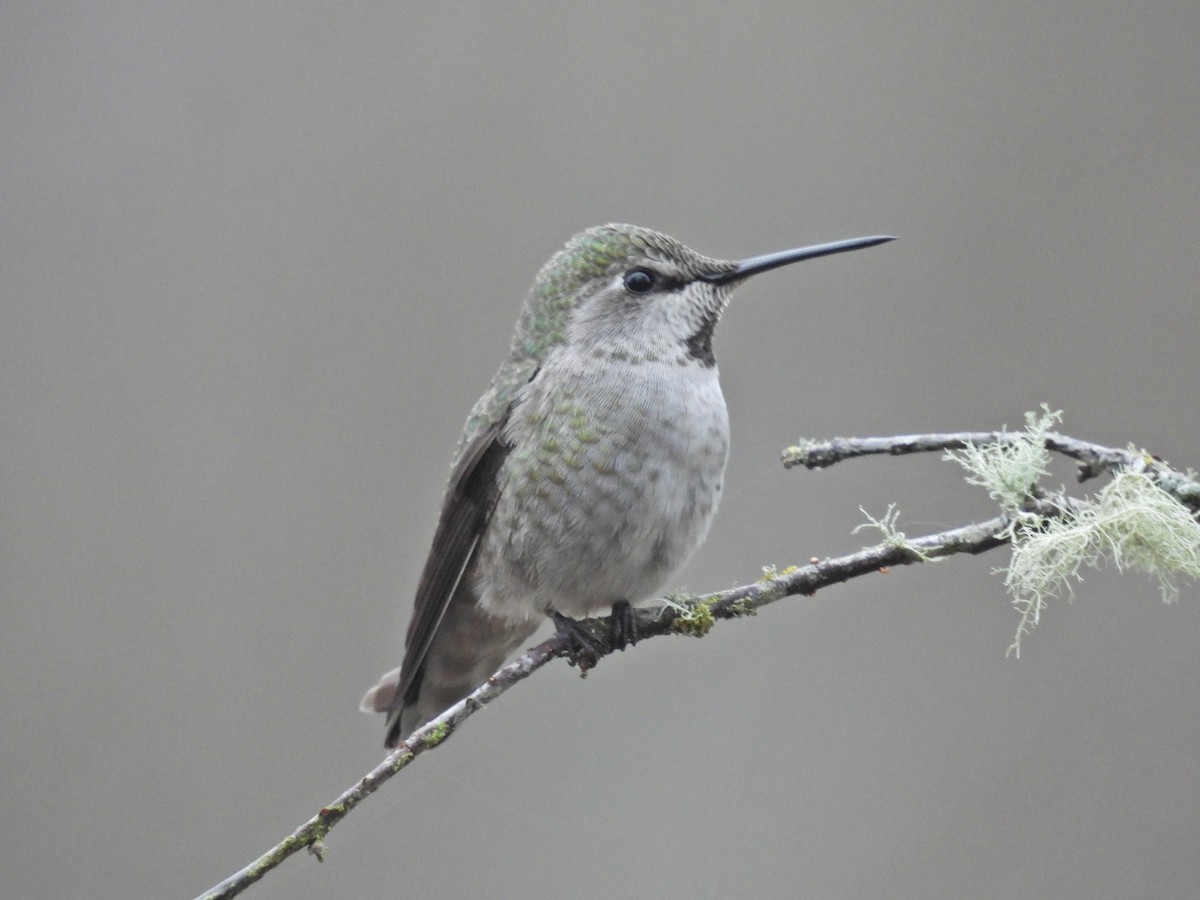 Anna's Hummingbird - ML646921188