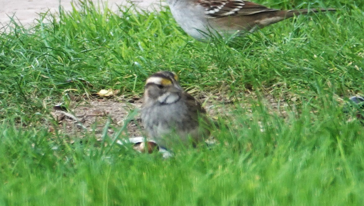 strnadec bělohrdlý - ML646921191