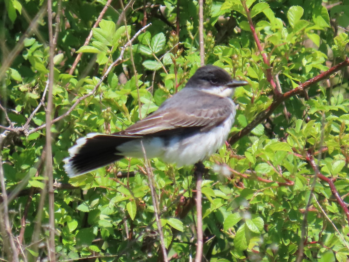 Tyran tritri - ML646921198