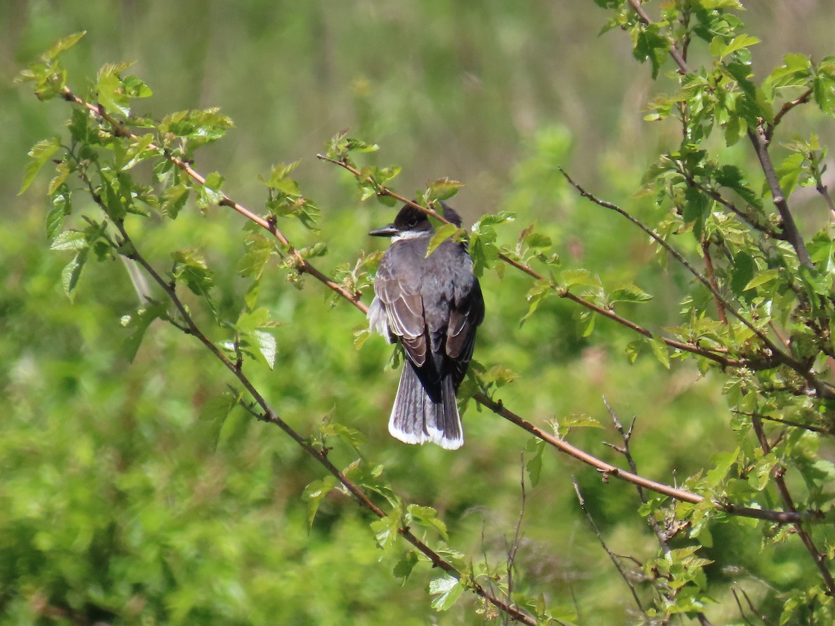 Tyran tritri - ML646921199