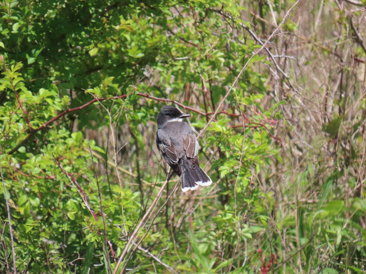 Tyran tritri - ML646921200