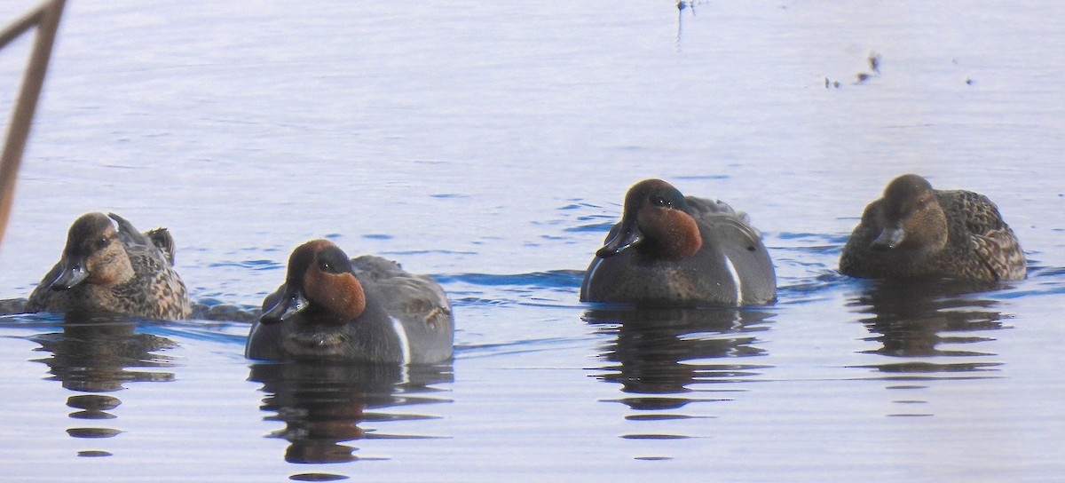 Чирянка мала - ML646921201