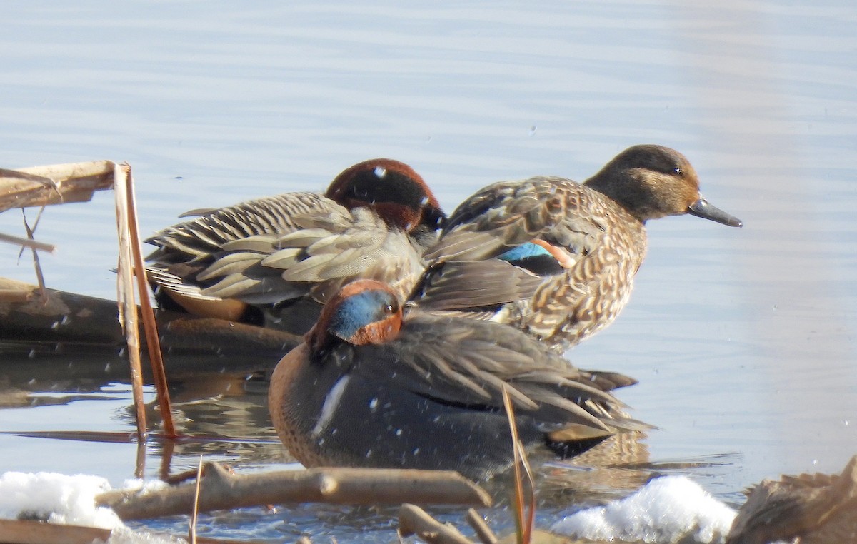 Чирянка мала - ML646921202