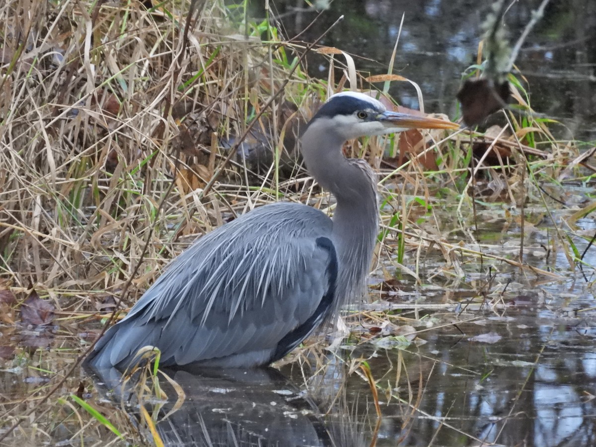 Great Blue Heron - ML646921205