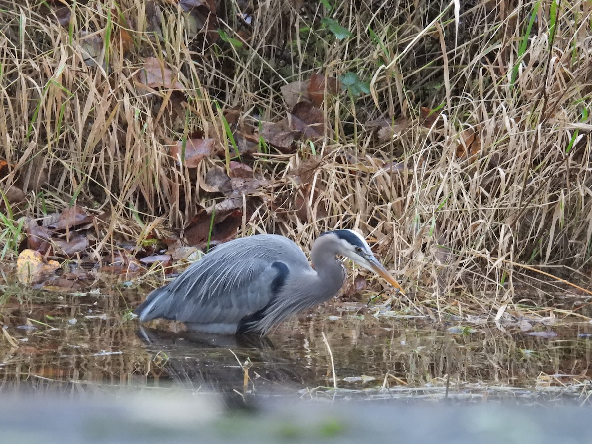 Great Blue Heron - ML646921206