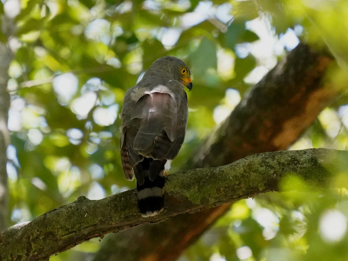 Roadside Hawk - ML646921207