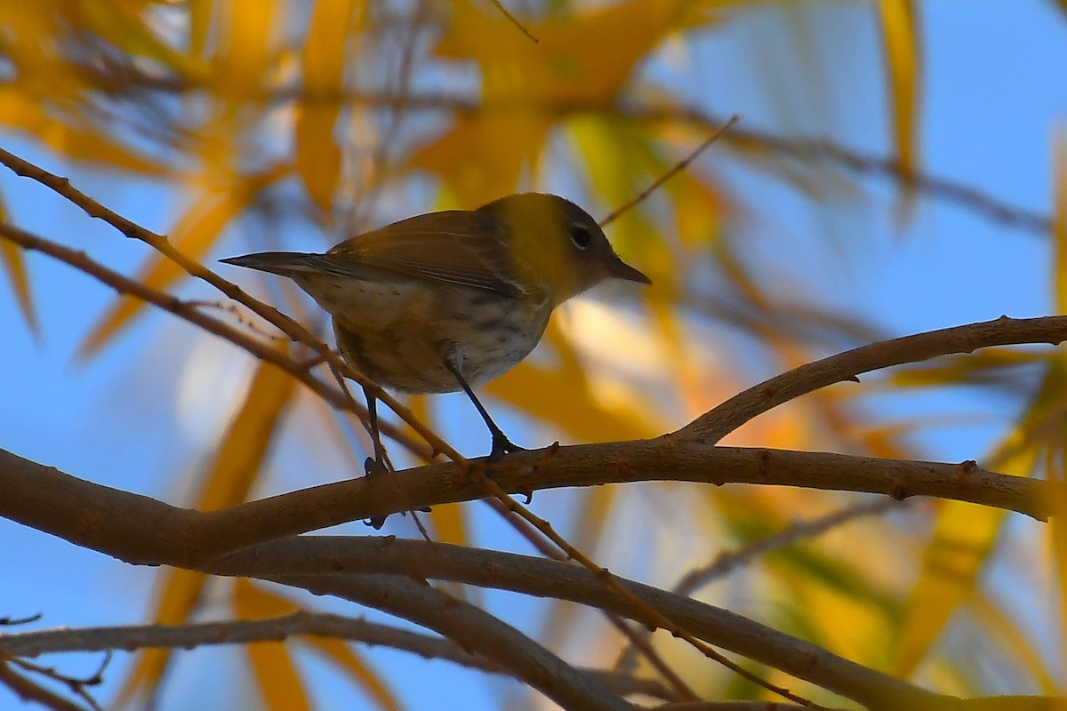 Yellow-rumped Warbler - ML646921223