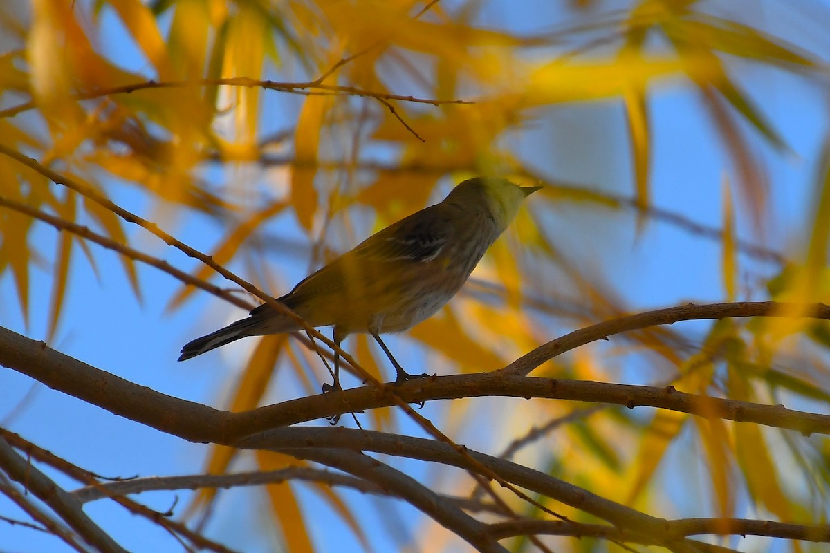 Yellow-rumped Warbler - ML646921224