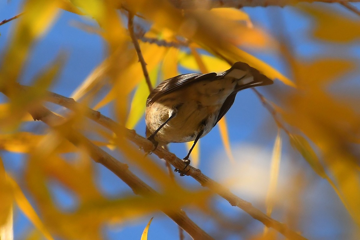 Yellow-rumped Warbler - ML646921225