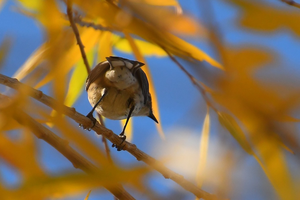 Yellow-rumped Warbler - ML646921226