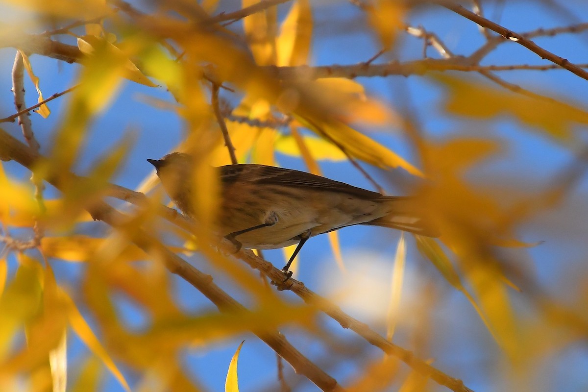 Yellow-rumped Warbler - ML646921227