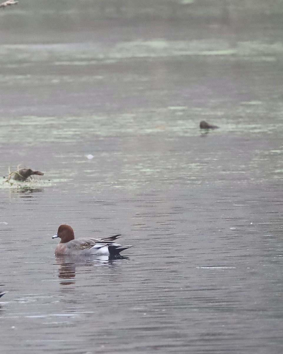 Eurasian Wigeon - ML646921228