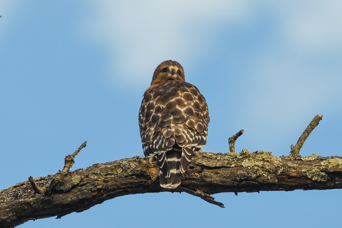 Red-shouldered Hawk - ML646921229