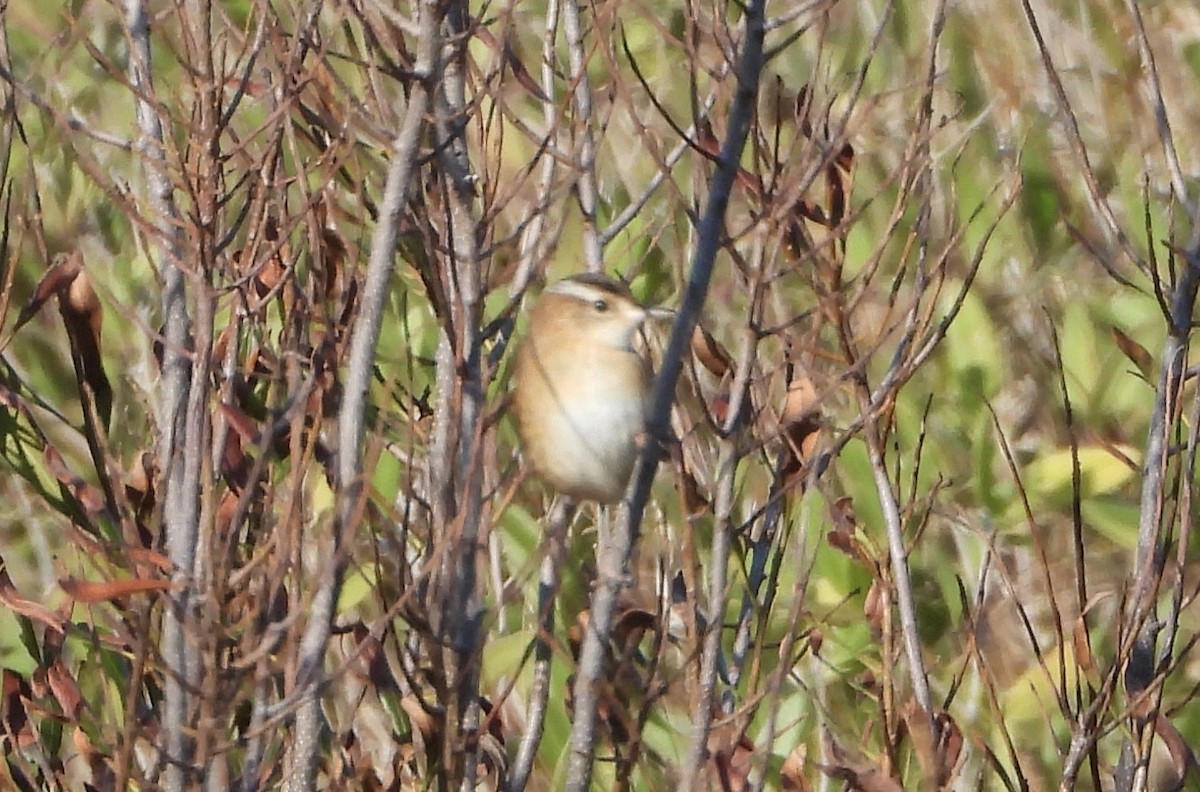 Овад болотяний - ML646921234