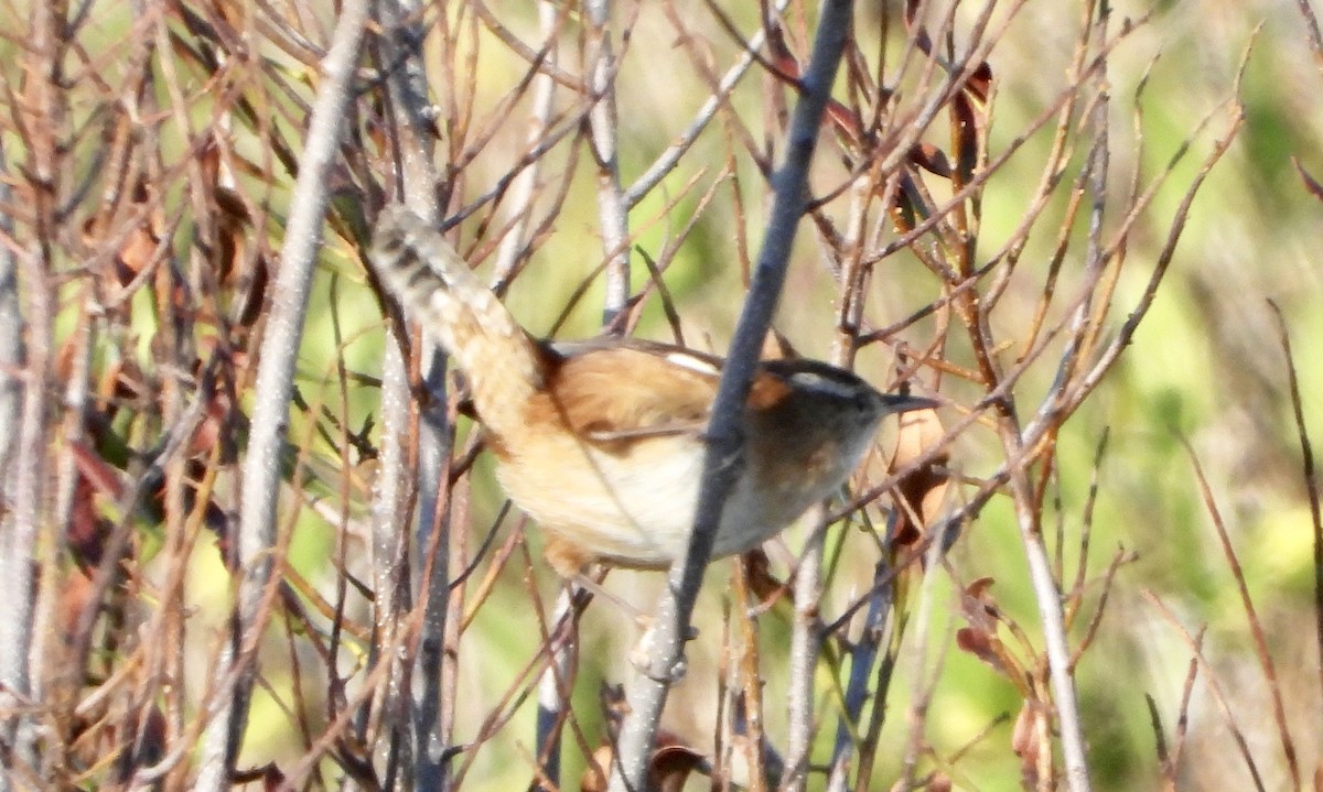 Овад болотяний - ML646921235