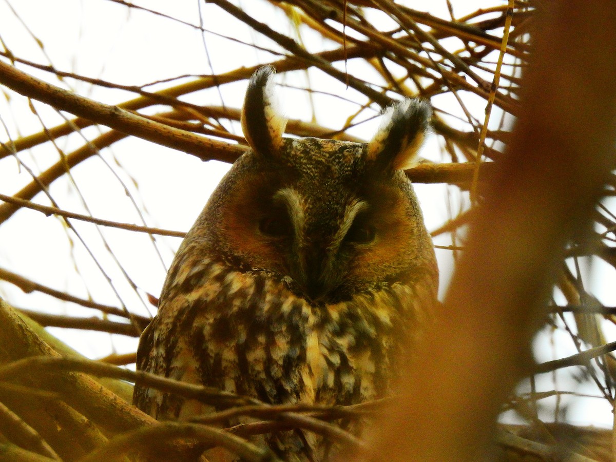 hornugle - ML646921236