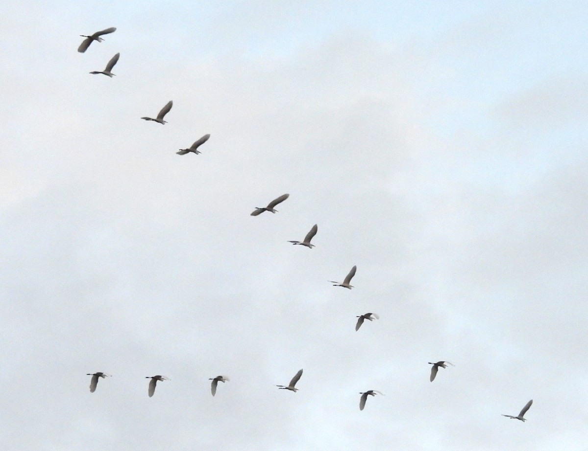 Garceta Grande (americana) - ML646921238