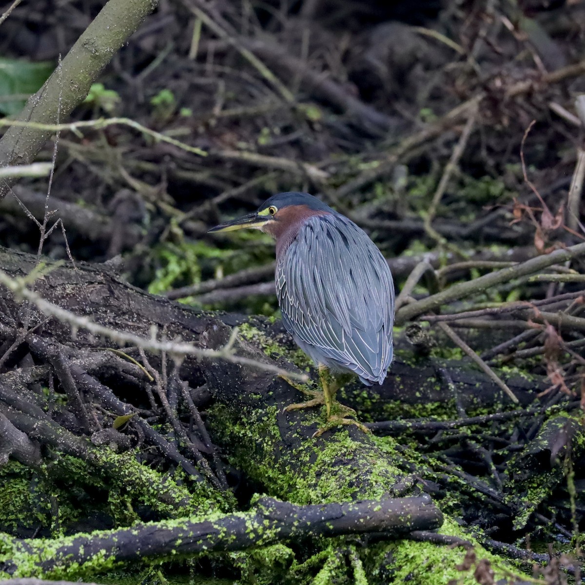 Green Heron - ML646921240