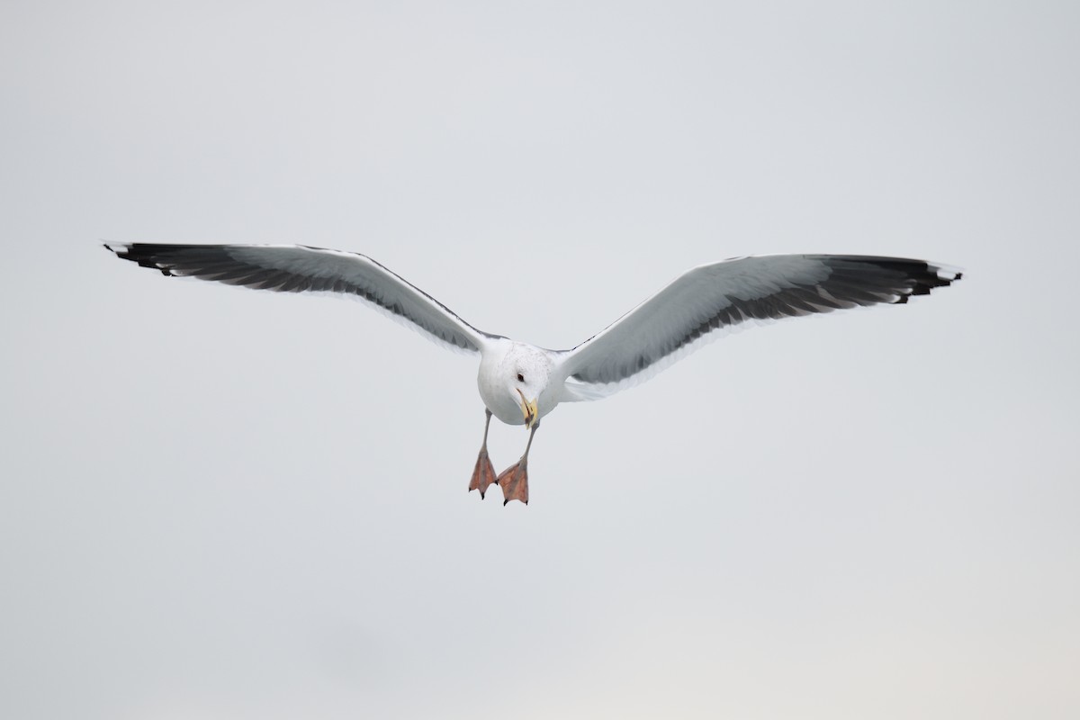 Great Black-backed Gull - ML646921241