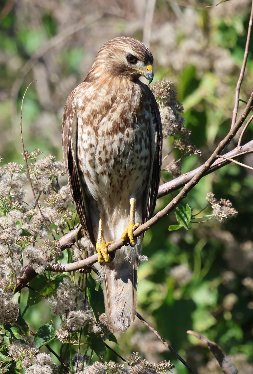 Red-shouldered Hawk - ML646921242