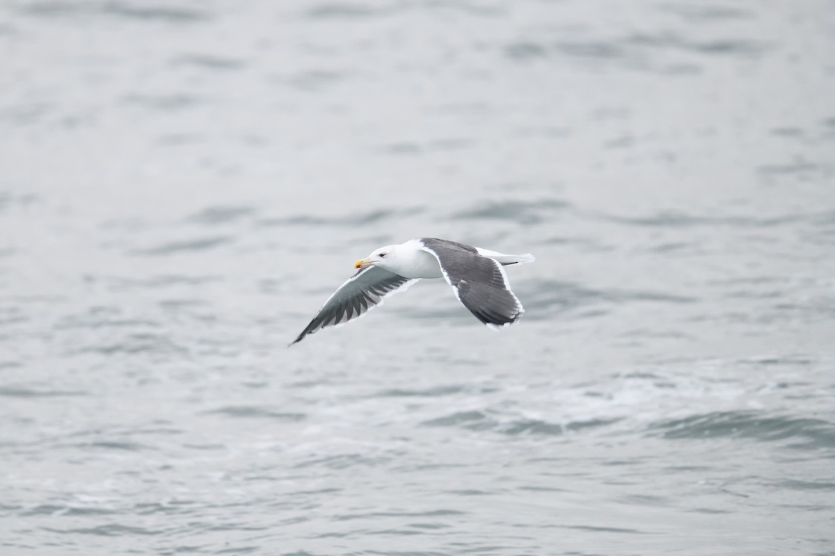 Great Black-backed Gull - ML646921243