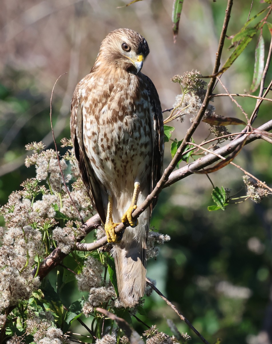 Red-shouldered Hawk - ML646921244