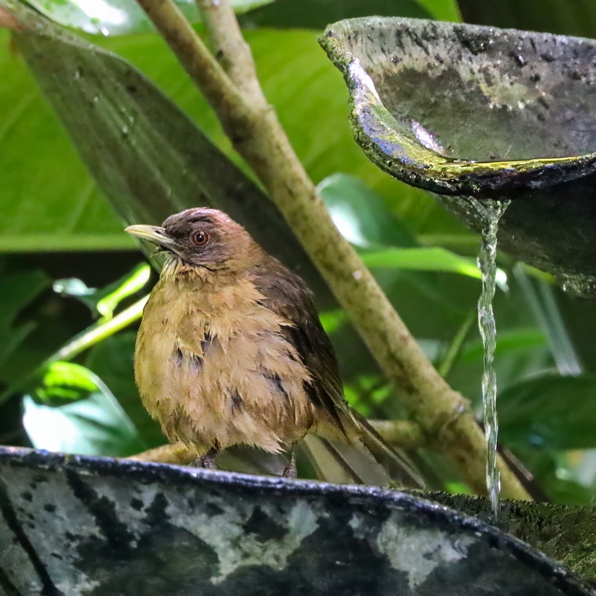 Kil Rengi Ardıç - ML646921245