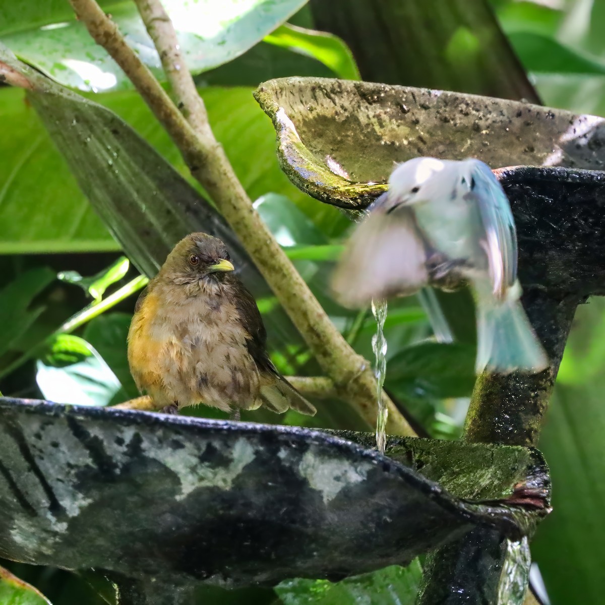 Kil Rengi Ardıç - ML646921246