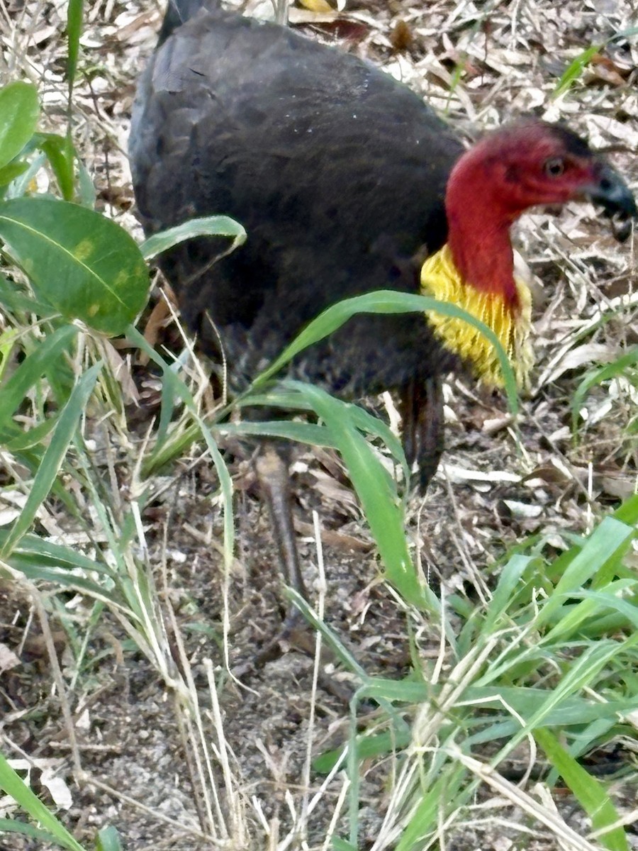 Australian Brushturkey (Yellow-pouched) - ML646921248