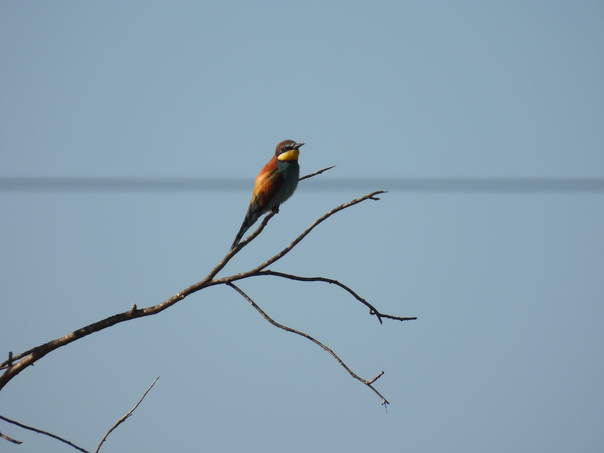 European Bee-eater - ML646921249