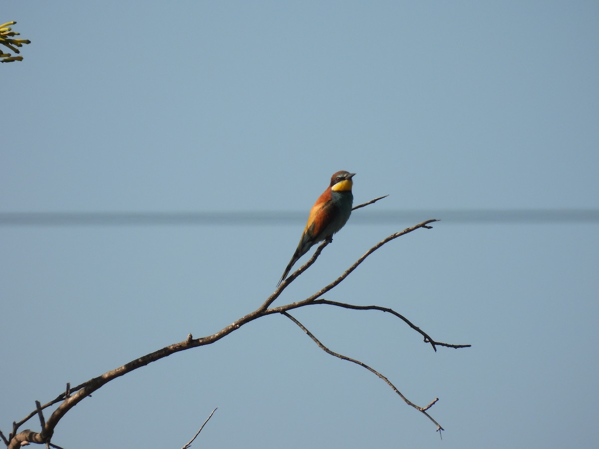 European Bee-eater - ML646921250