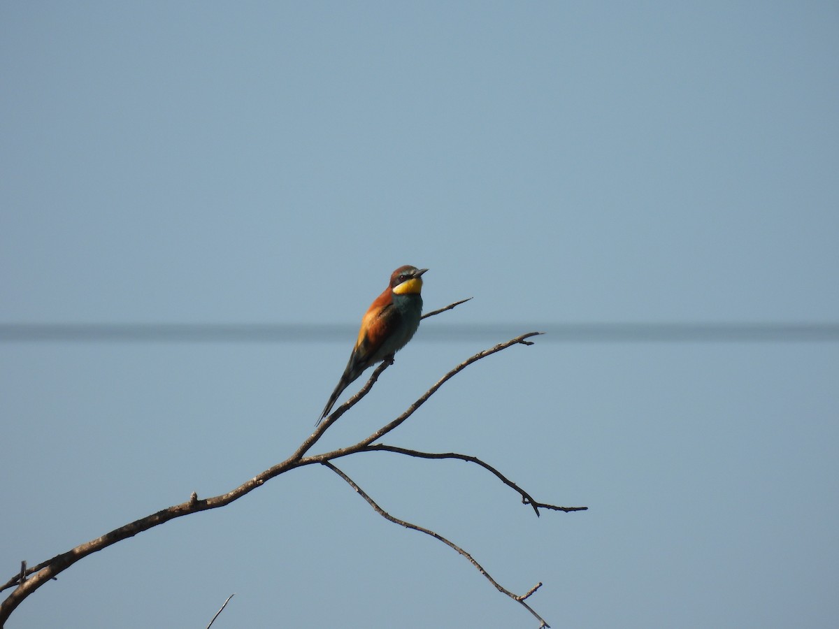 European Bee-eater - ML646921251