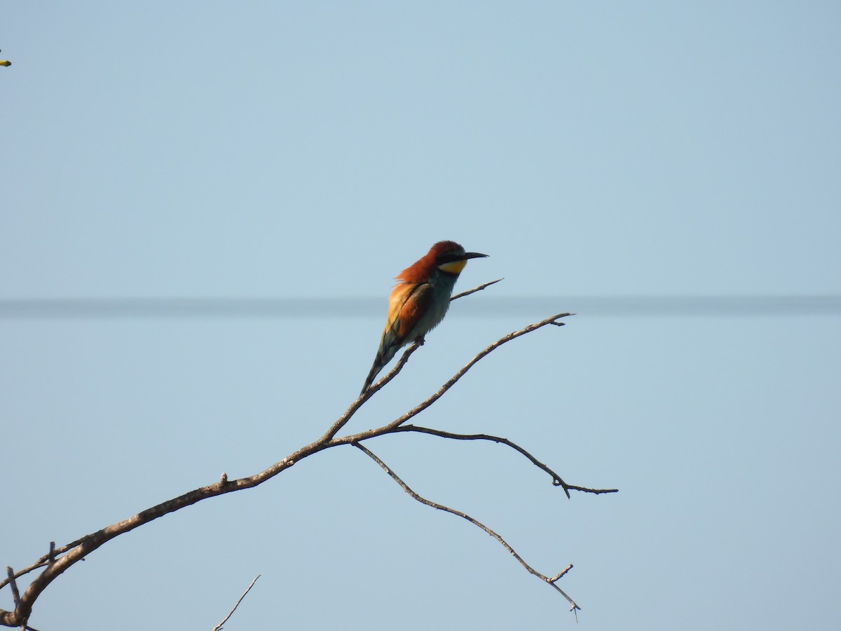 European Bee-eater - ML646921252