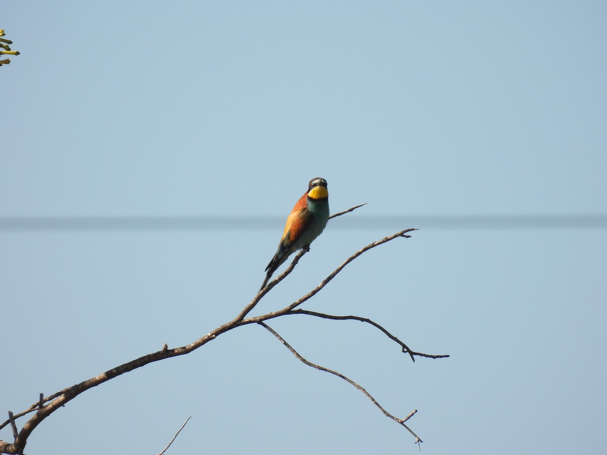 European Bee-eater - ML646921253