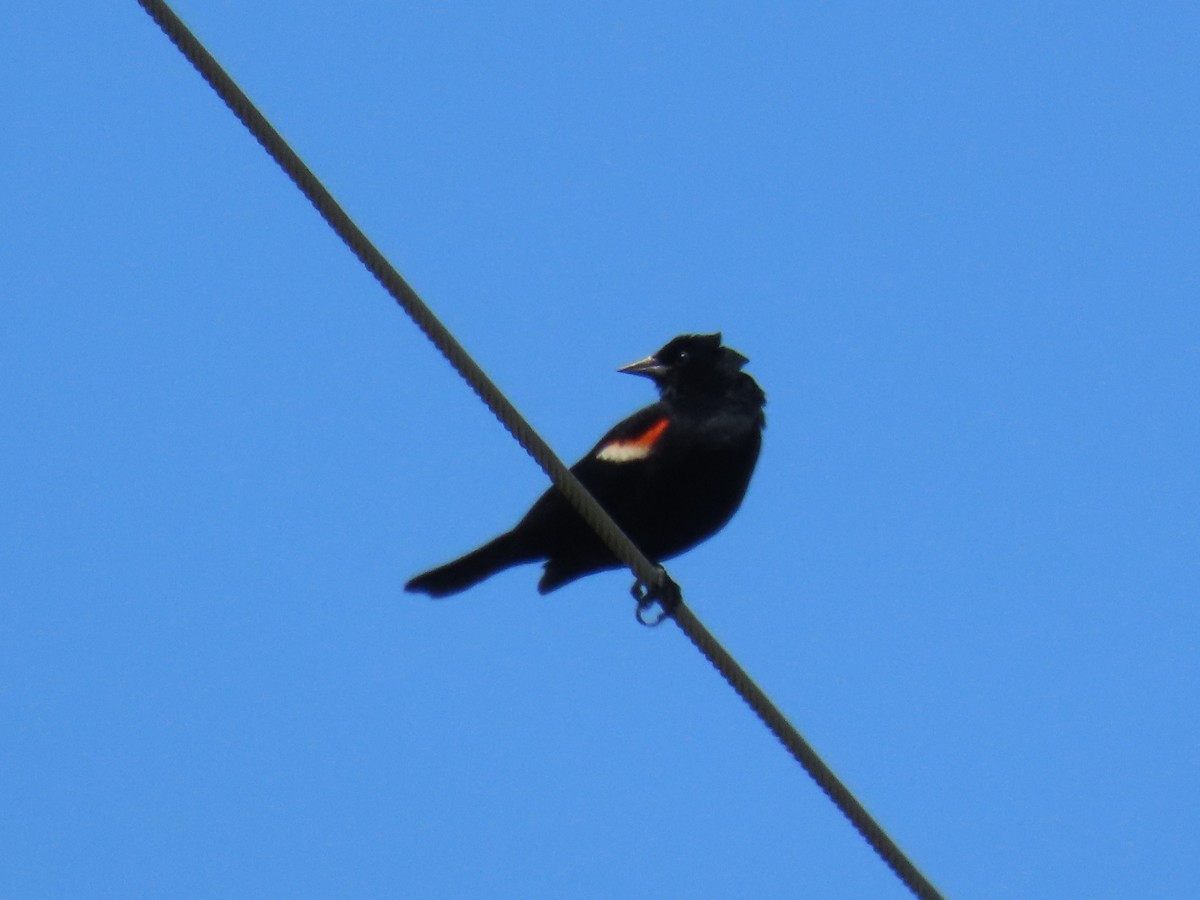 Red-winged Blackbird - ML646921254