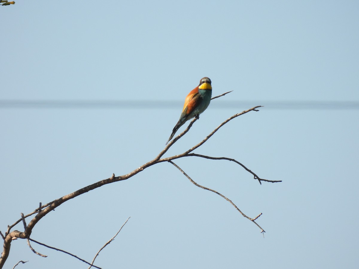 European Bee-eater - ML646921255