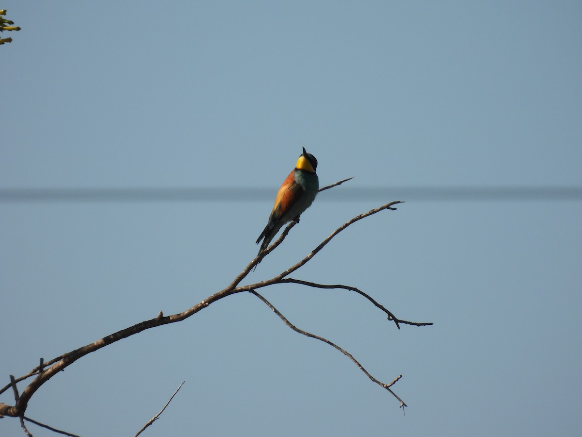 European Bee-eater - ML646921256