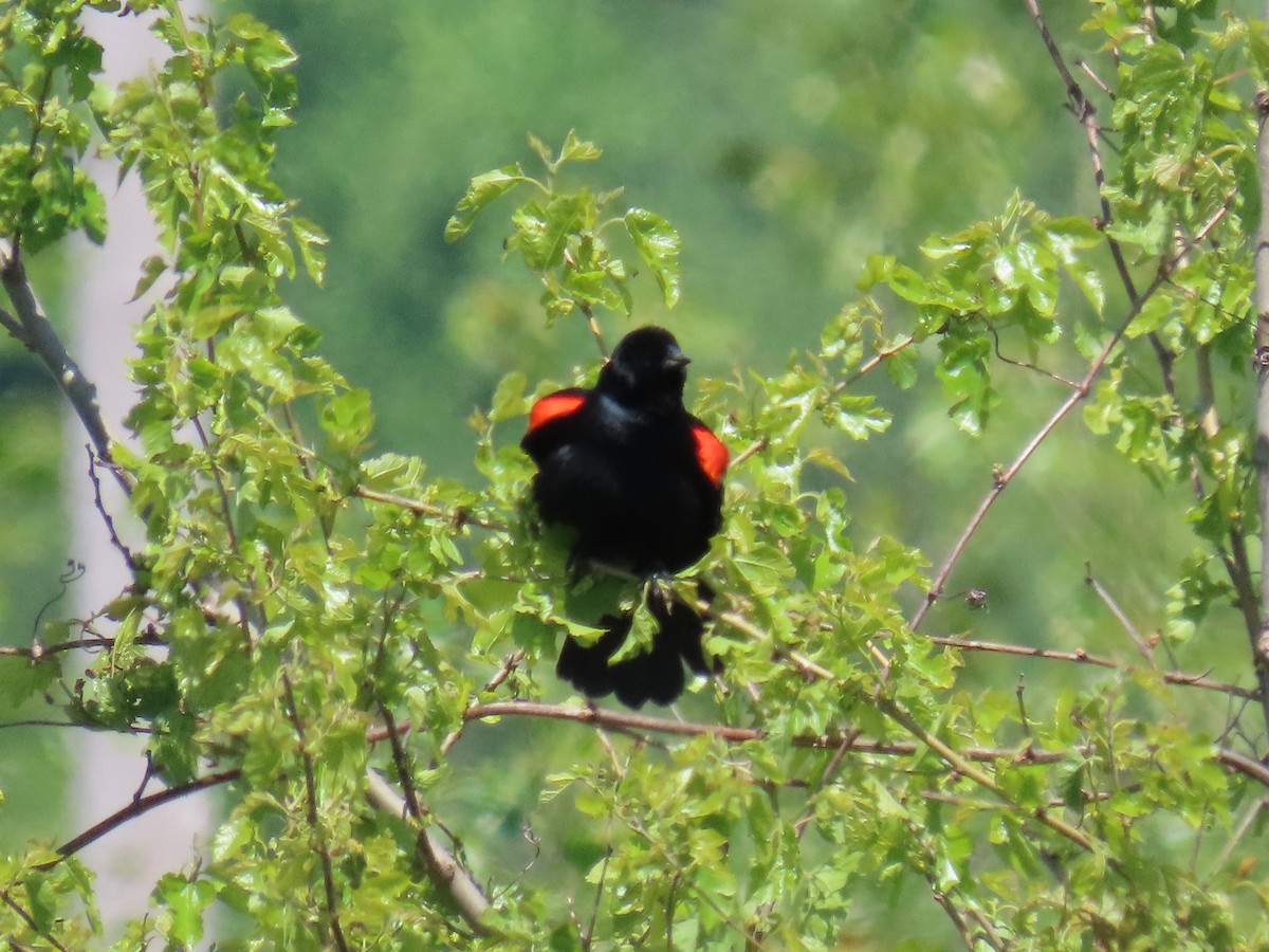 Red-winged Blackbird - ML646921259