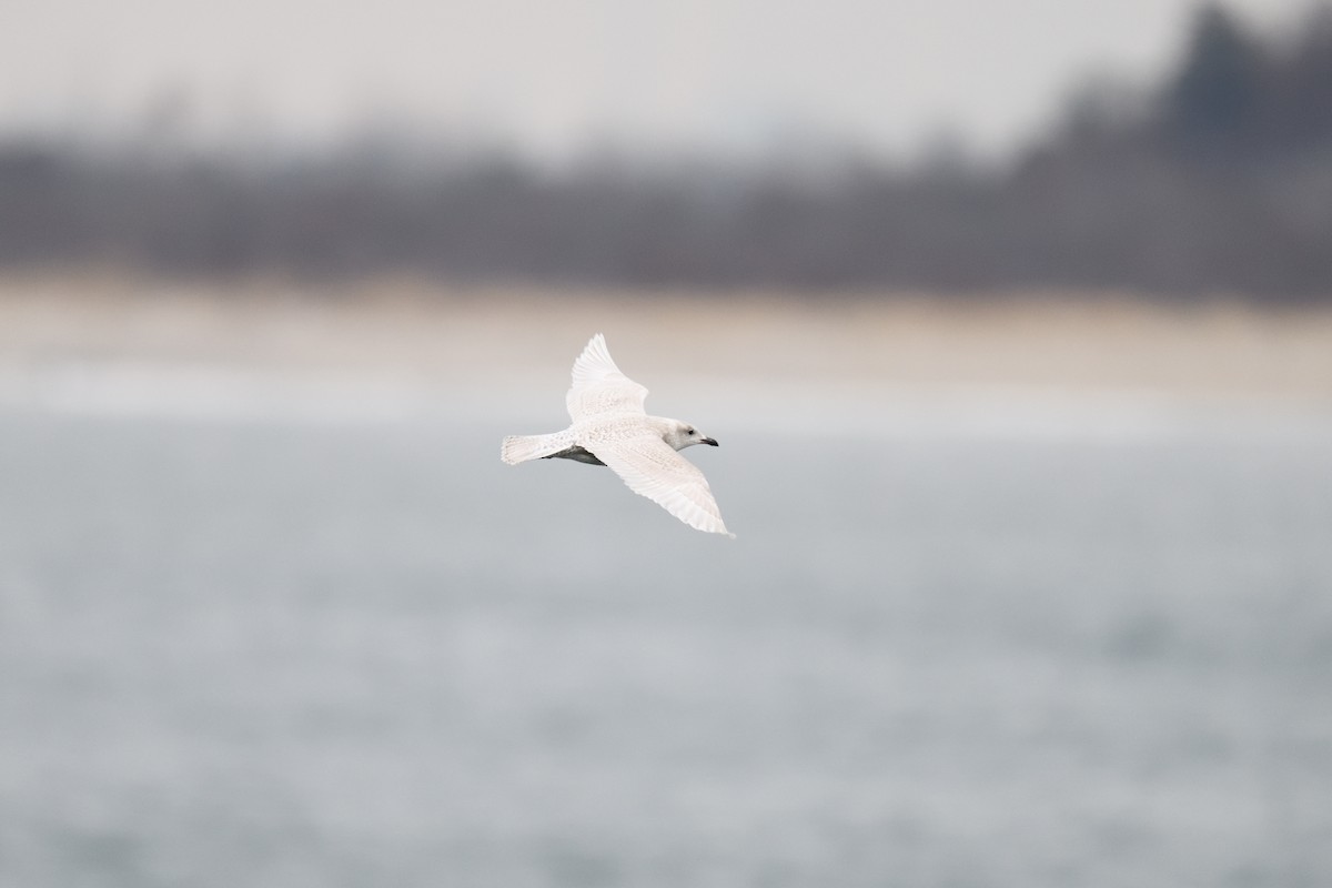 Iceland Gull (kumlieni) - ML646921263