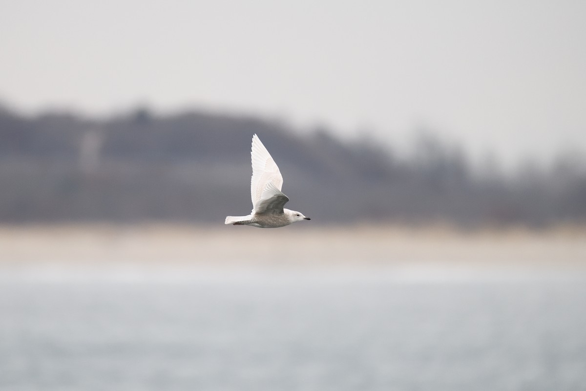 Iceland Gull (kumlieni) - ML646921264
