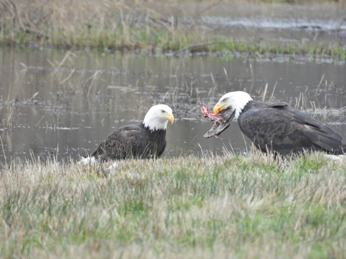 Bald Eagle - ML646921265