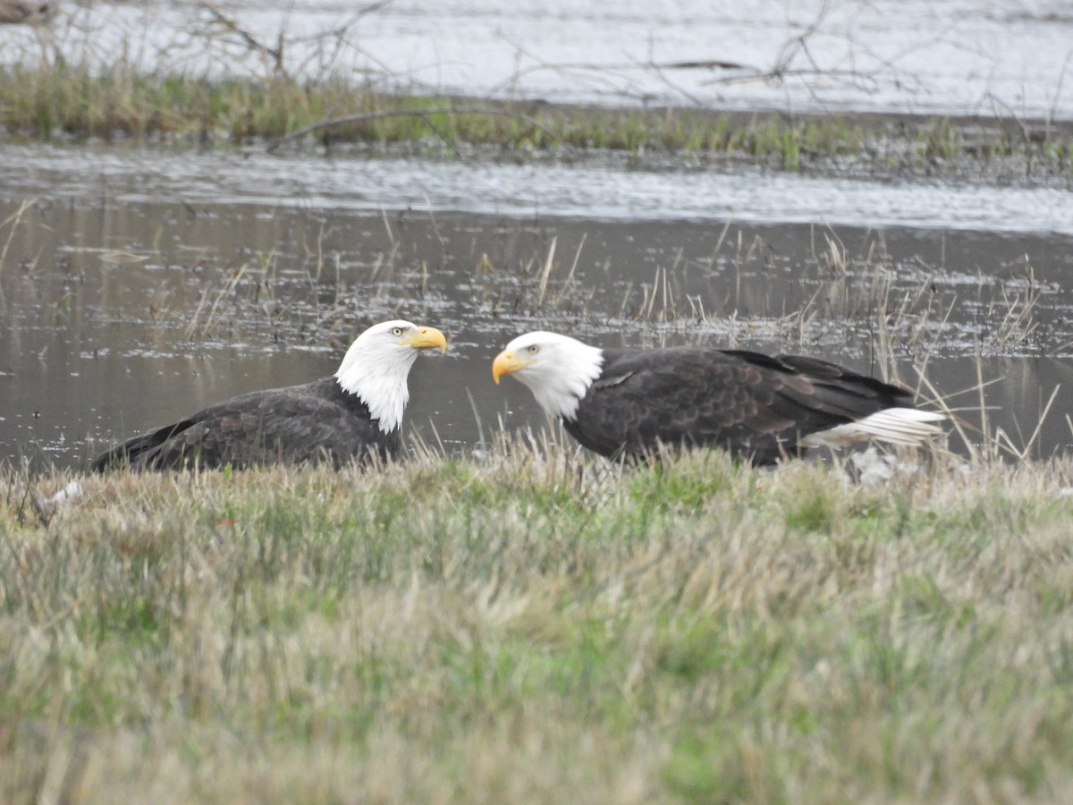 Bald Eagle - ML646921266