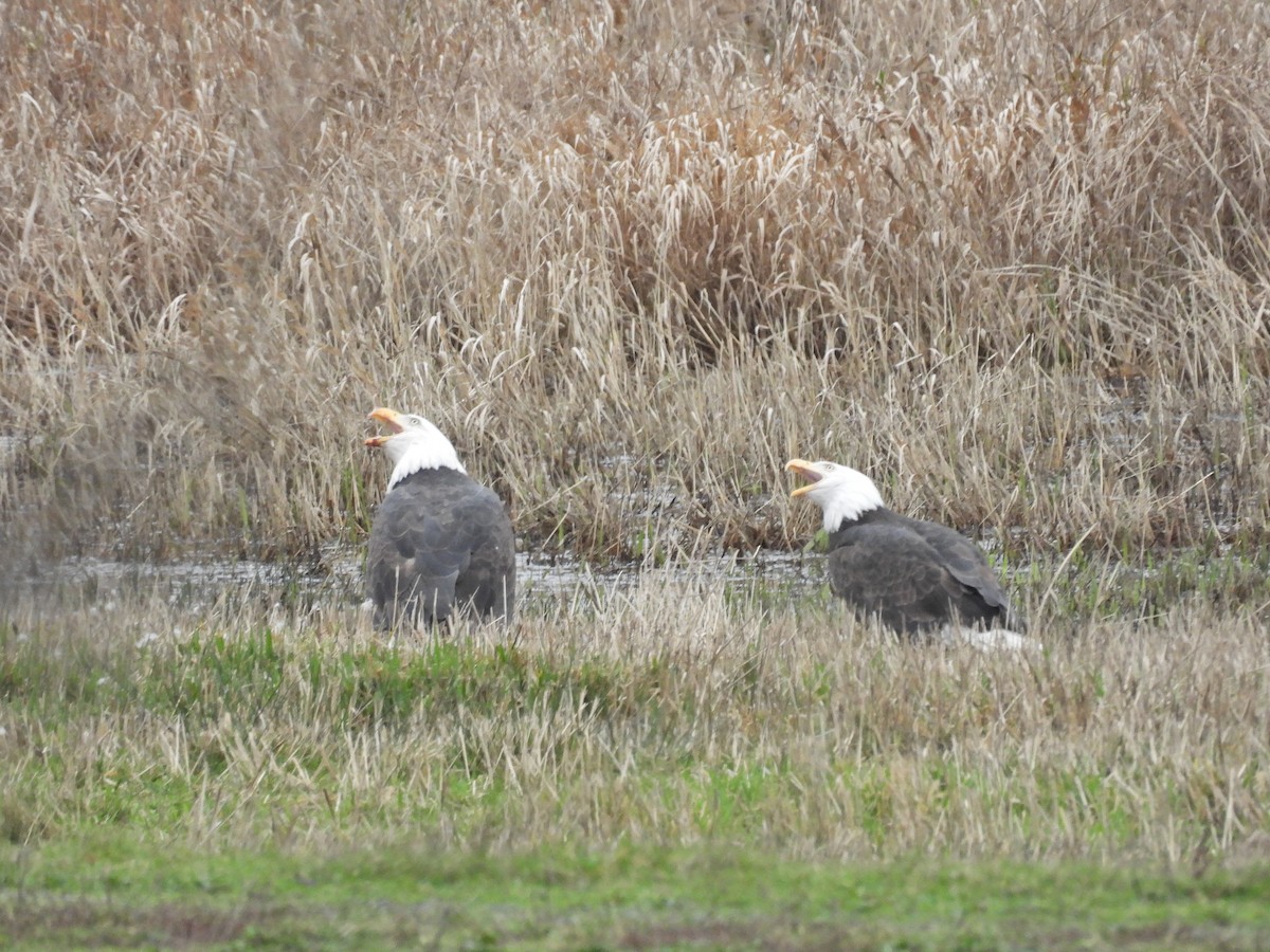 Bald Eagle - ML646921267