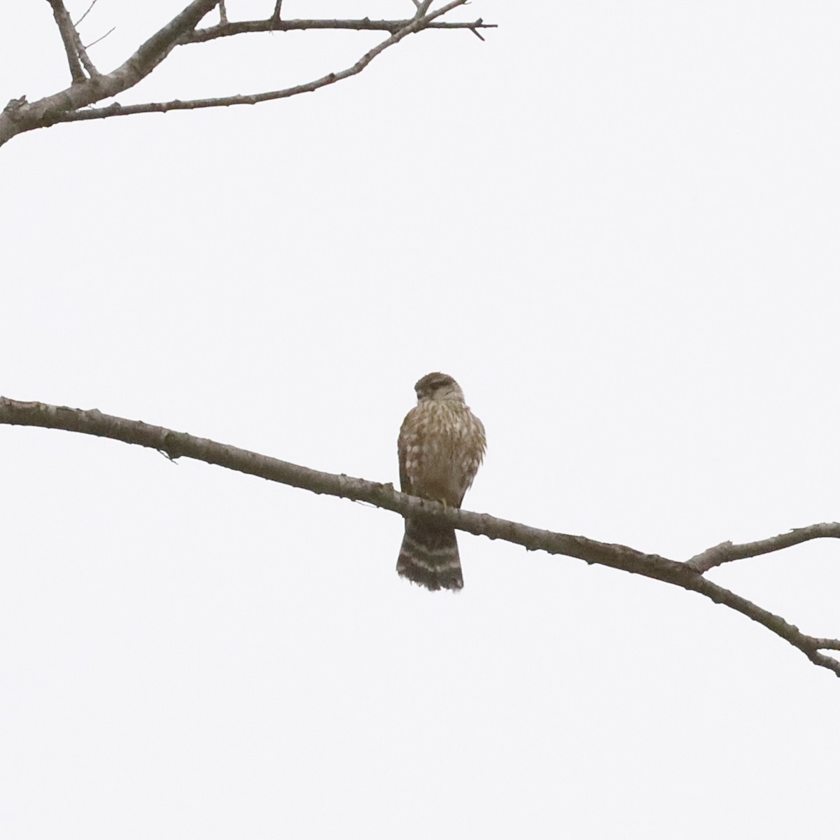 Merlin - ML646921268