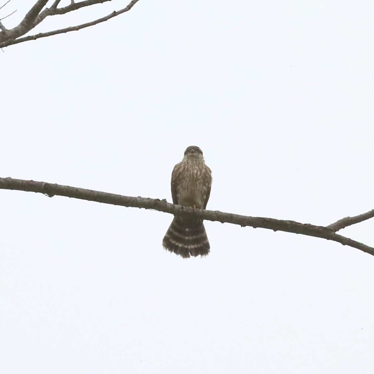 Merlin - ML646921269