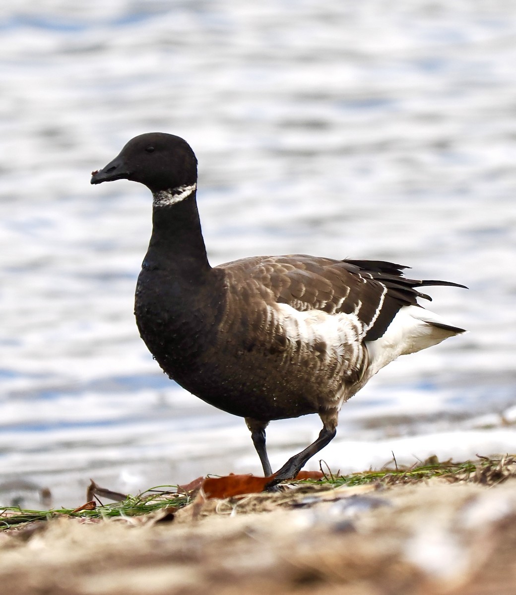 Brant - ML646921270